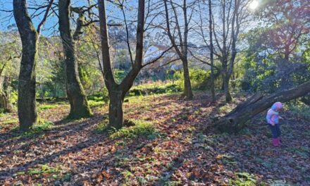 Así es el colegio de Vigo donde los niños aprenden entre árboles y tierra mojada